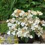 Hydrangea 'Summer Bride'