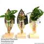 Hydroponic Collection on Display Stand