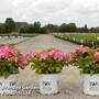 Hydrangea macrophylla 'French Cancan'