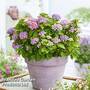 Hydrangea macrophylla 'Hortbux'