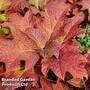 Hydrangea quercifolia 'Jetstream'