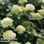 Hydrangea arborescens 'Lime Rickey'