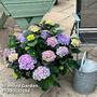 Hydrangea macrophylla 'Blue'