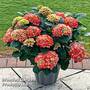 Hydrangea macrophylla 'Red'