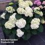 Hydrangea macrophylla 'White'