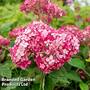 Hydrangea arborescens 'Ruby Annabelle'