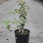 Hydrangea anomala petiolaris 'Silver Lining'