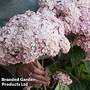Hydrangea arborescens 'Sweet Annabelle'