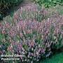 Hyssopus officinalis 'Tricolour Mixed'