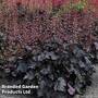 Heuchera 'Rex Black'