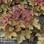 Heuchera 'Rex Dark Amber'