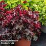 Heuchera 'Rex Fire'