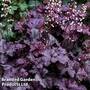 Heuchera 'Rex Purple'