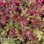 Heuchera 'Rex Red'