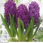 Hyacinth 'Woodstock'