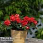 Busy Lizzie 'Glimmer Bright Red'