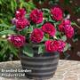 Busy Lizzie 'Glimmer Burgundy'