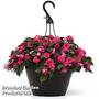 Busy Lizzie 'Glimmer Hot Pink'