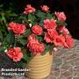 Busy Lizzie 'Glimmer Salmon'