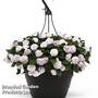 Busy Lizzie 'Glimmer White'