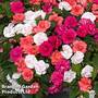 Impatiens 'Glimmer' Collection