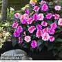 Sunpatiens 'Candy Collection'