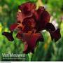 Iris 'Pass The Wine'