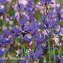 Iris sibirica 'Tropic Night'