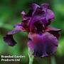 Iris 'Cherry Garden'