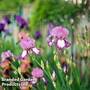 Iris 'Framboisine'