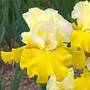 Iris 'Lune et Soleil'