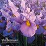 Iris 'Pink Panther'