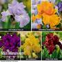 Iris Re-Blooming Collection