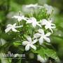 Jasminum officinale