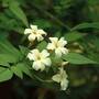 Jasmine 'Clotted Cream'
