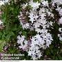 Jasminum x polyanthum 'Starry Starry Summer Night'