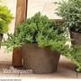 Juniperus communis 'Green Carpet'