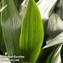 Aspidistra elatior (House Plant)