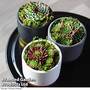 Sempervivum 'Mixed'