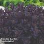Sedum Sunsparkler Plum Dazzled 30mm plug x 1