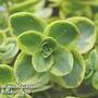 Sedum Sunsparkler Lime Twister 30mm plug x 1