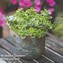 Sedum Sunsparkler Lime Twister