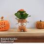 Halloween Kalanchoe in Baby Frankie Pot