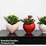 Kalanchoe in a Heart-Shaped Decorative Ceramic Pot