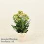 Kalanchoe 'Sunny Light Pink'