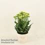 Kalanchoe 'Sunny White'