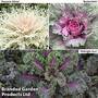 Kale 'Gourmet Collection'