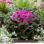 Kale 'Rainbow Candy Crush'