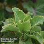 Kale 'Daubenton's Variegata'