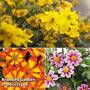 Bidens Collection Mix